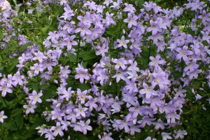 Campanula lactiflora Senior